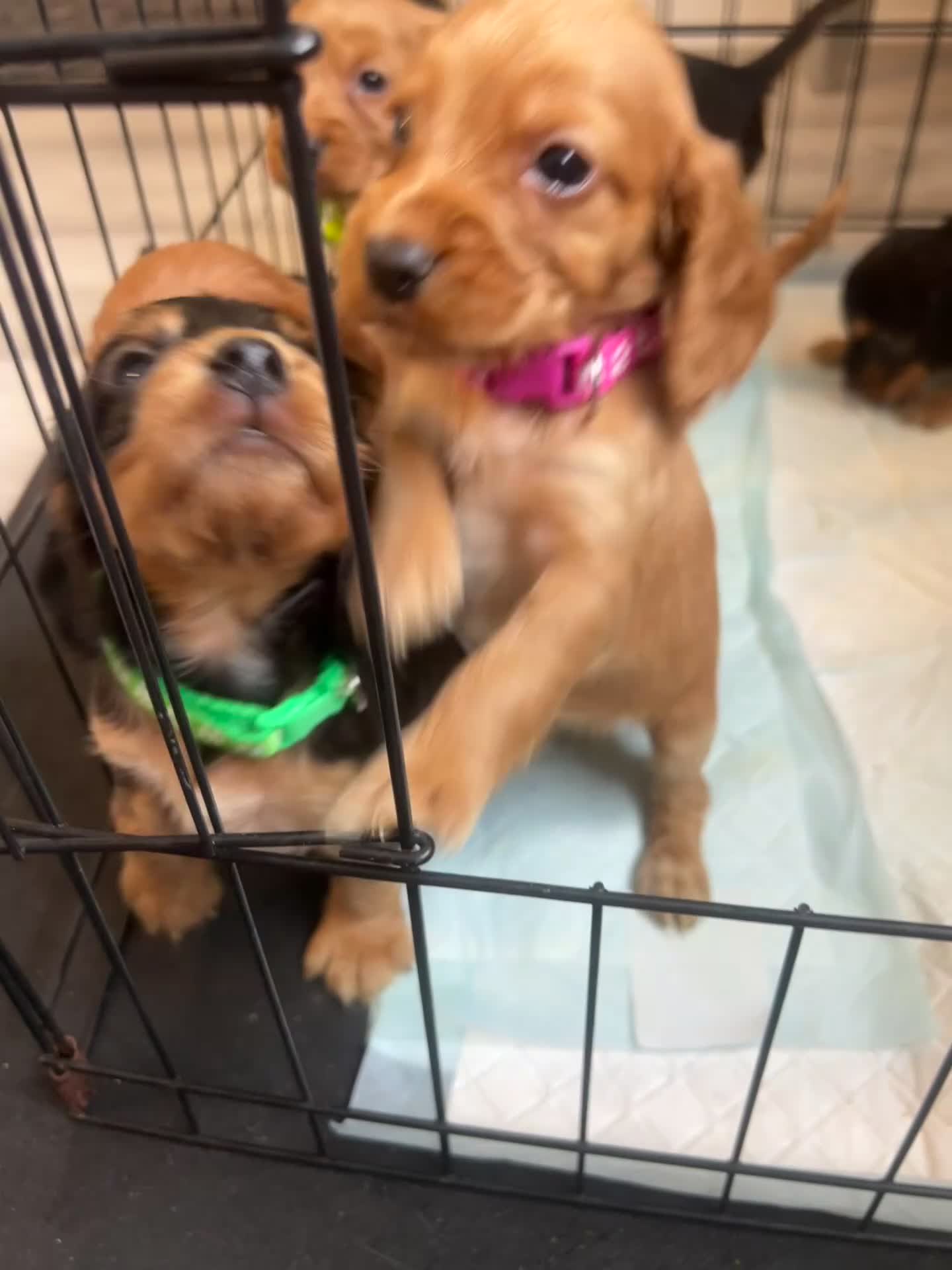 Cocker Spaniel dogs for sale: Show cocker spaniels - Video 1
