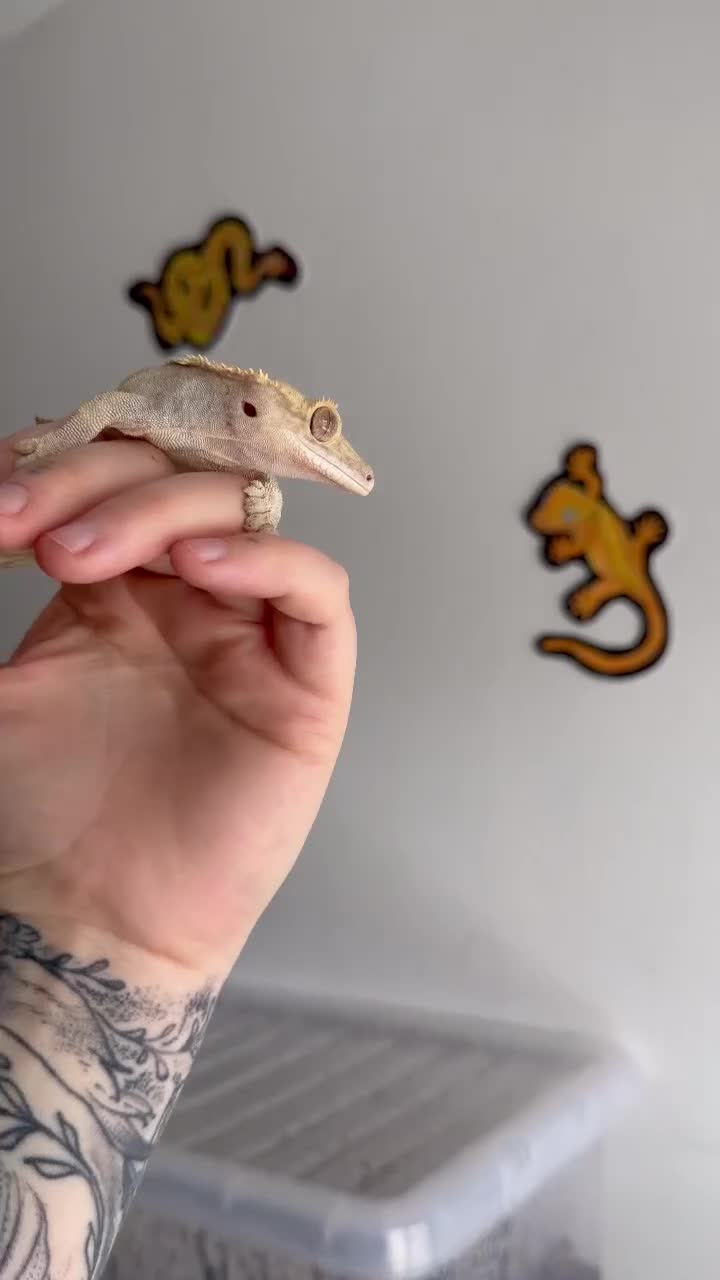 Gecko reptiles for sale: Crested geckos  - Video 2