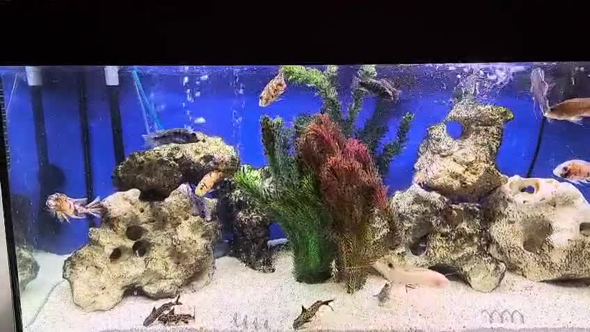 Cichlids fish for sale: 2 LARGE FISH TANKS AND SETUP - Video 2