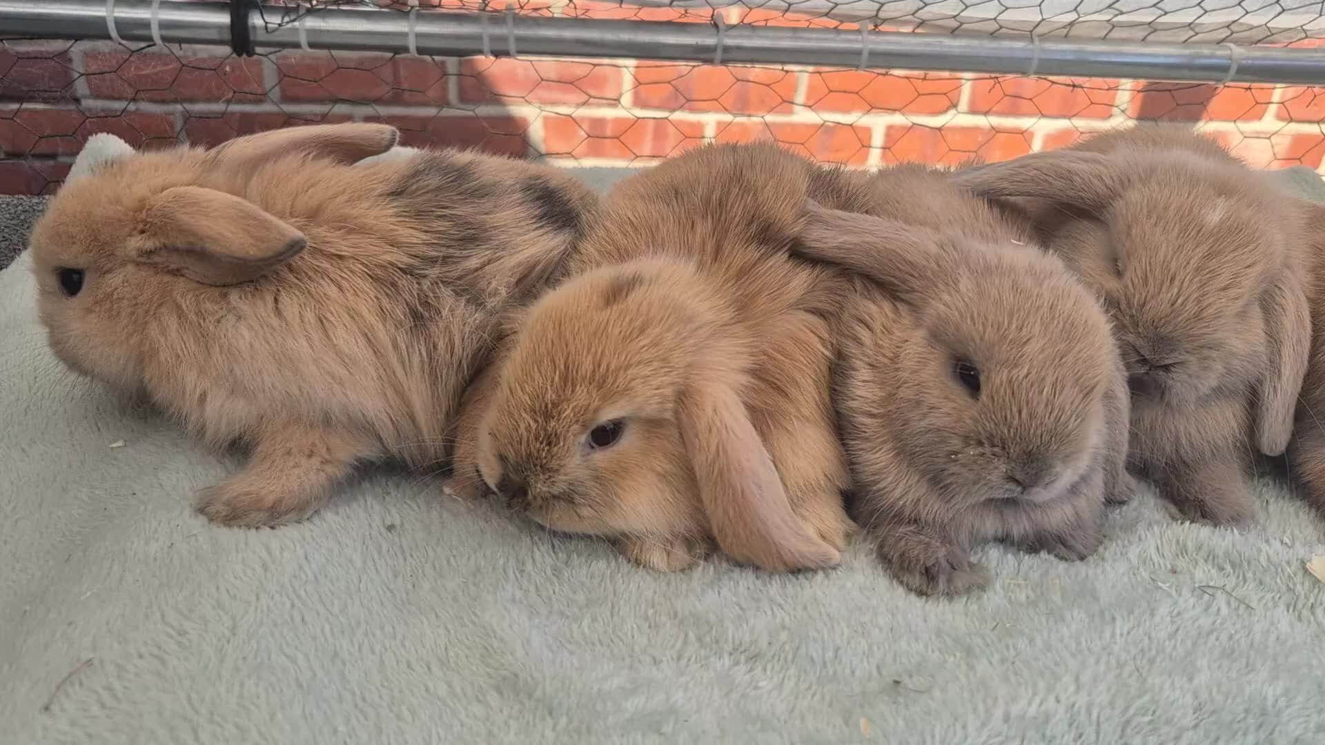Mini Lop rabbits for sale: ❤️  Stunning babies ready to reserve 🐇  - Video 1