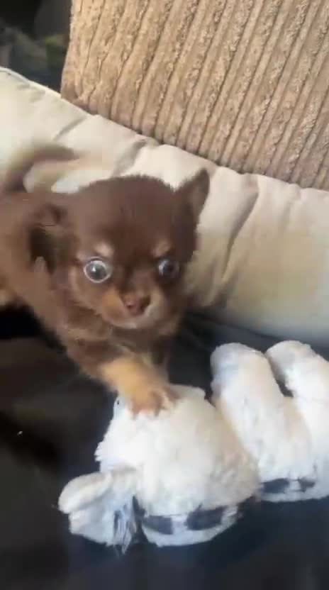 Chihuahua dogs for sale: Chihuahua puppies Russian ancesry with apple head  - Video 1