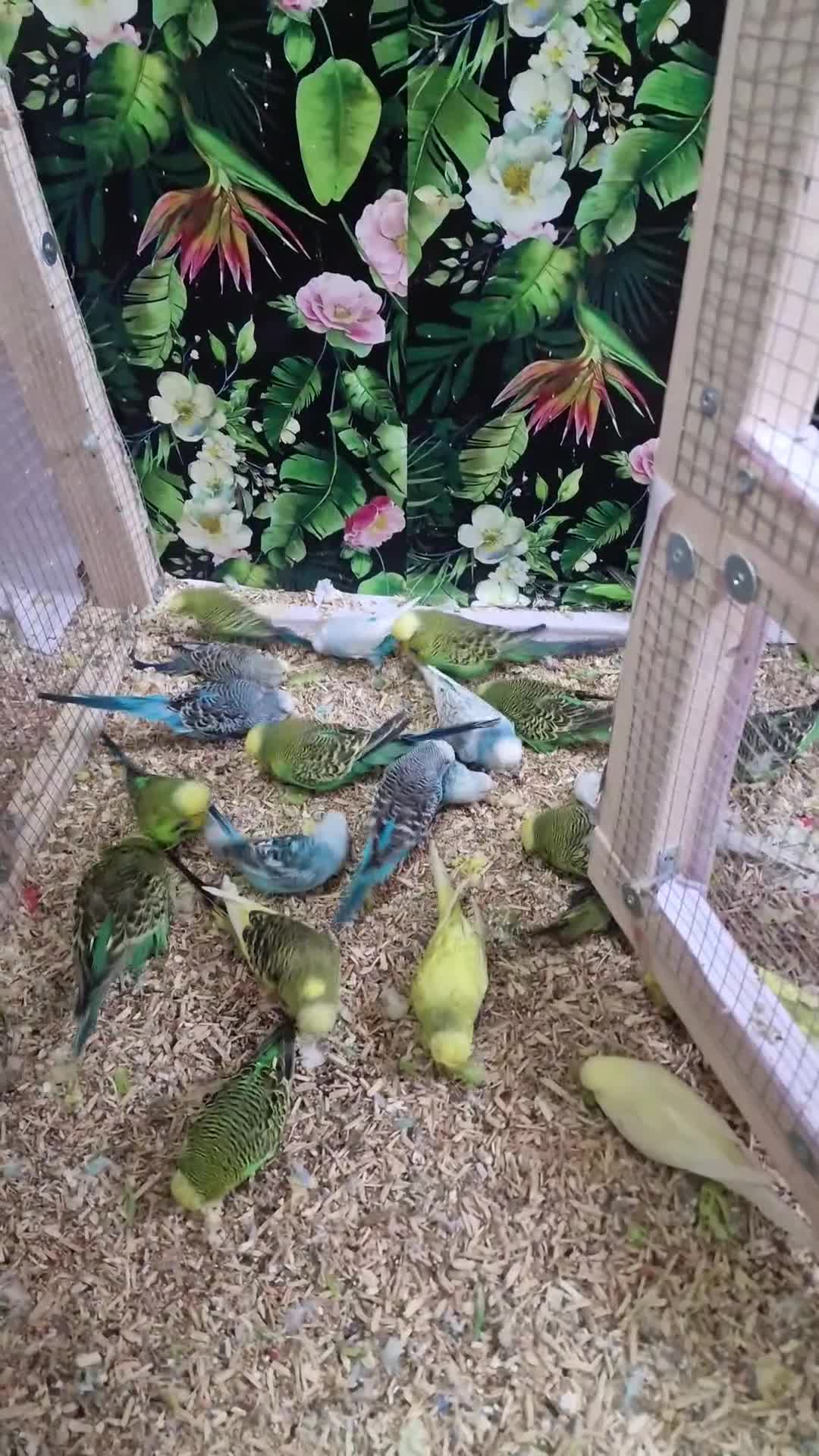 Budgerigars birds for sale: Budgies  - Video 1