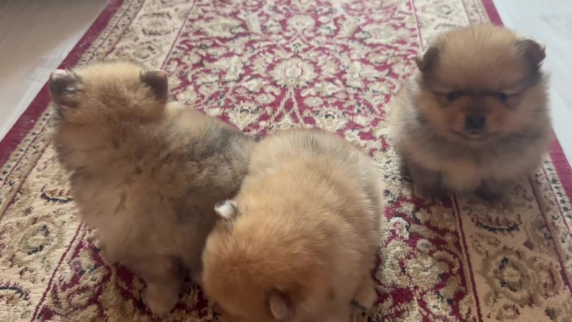 Pomeranian dogs for sale: Small pedigree puppies - Video 2