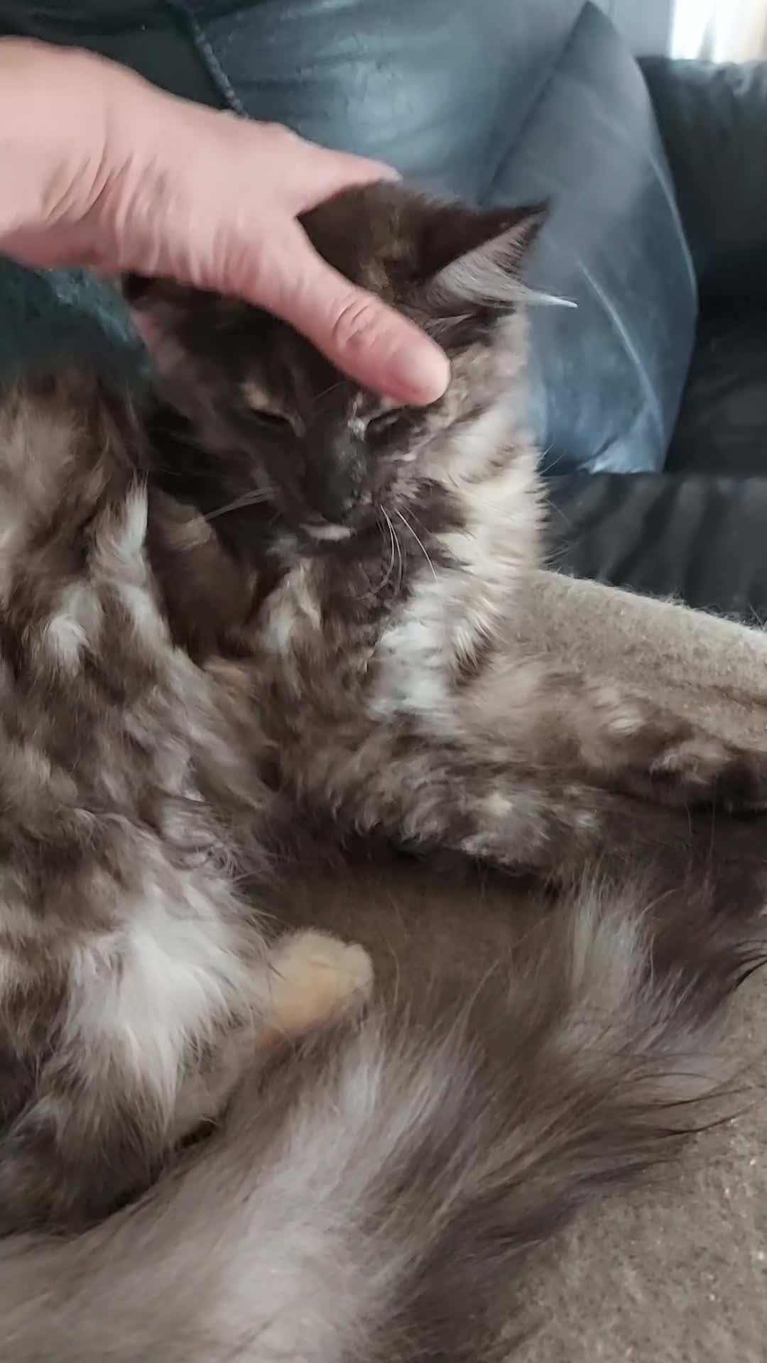 Maine Coon cats for sale: Maine coon - Video 1