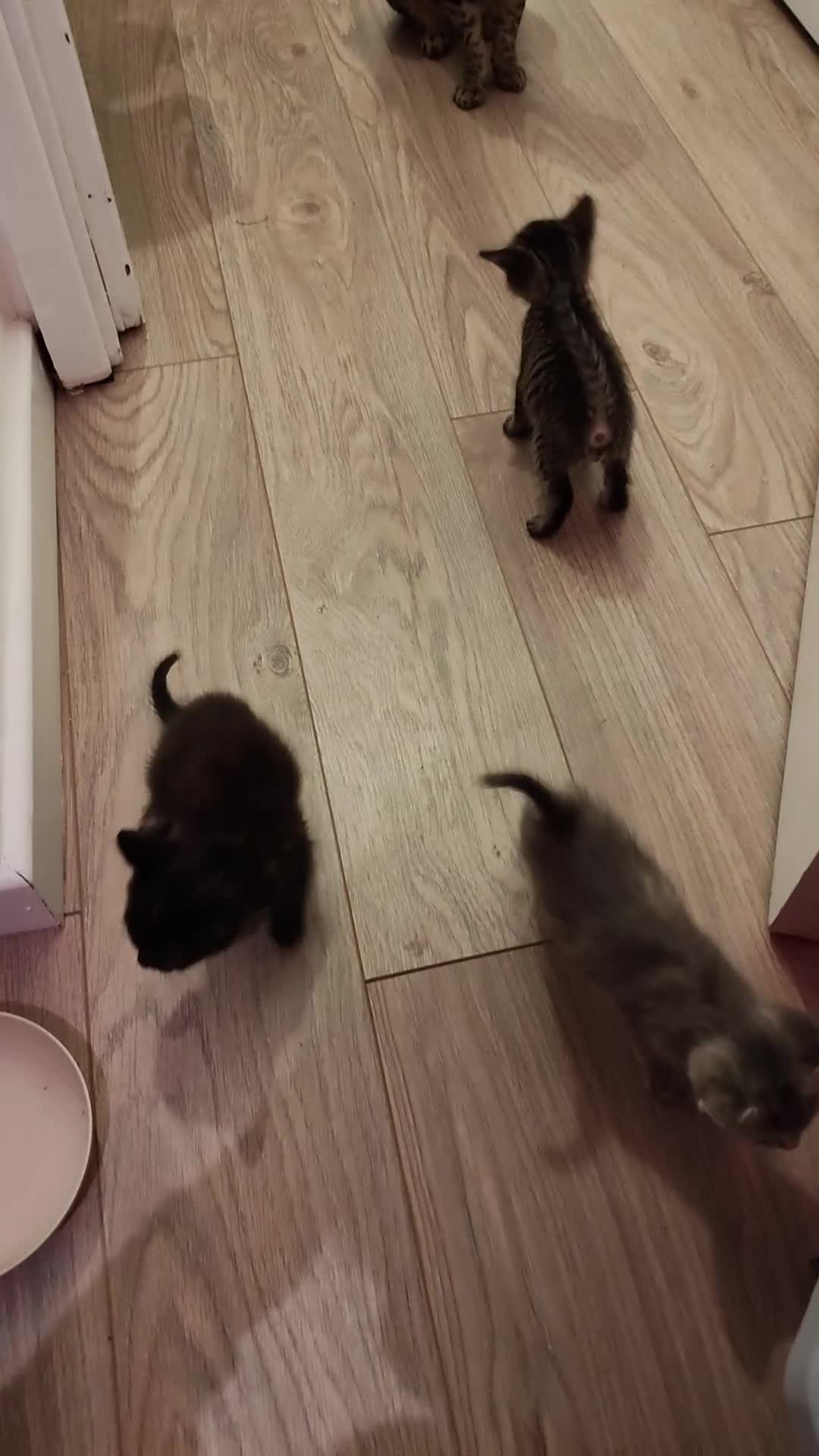 American Curl cats for sale: Most lovely American Curl X BSH kittens in London - Video 2