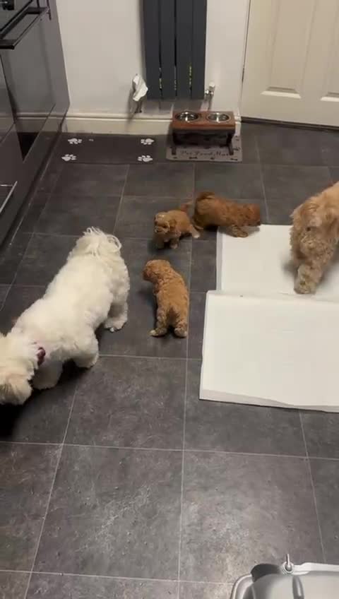 Shihpoo dogs for sale: 🐾 Toy Poodle x Shihpoo Puppies for Sale - Video 2