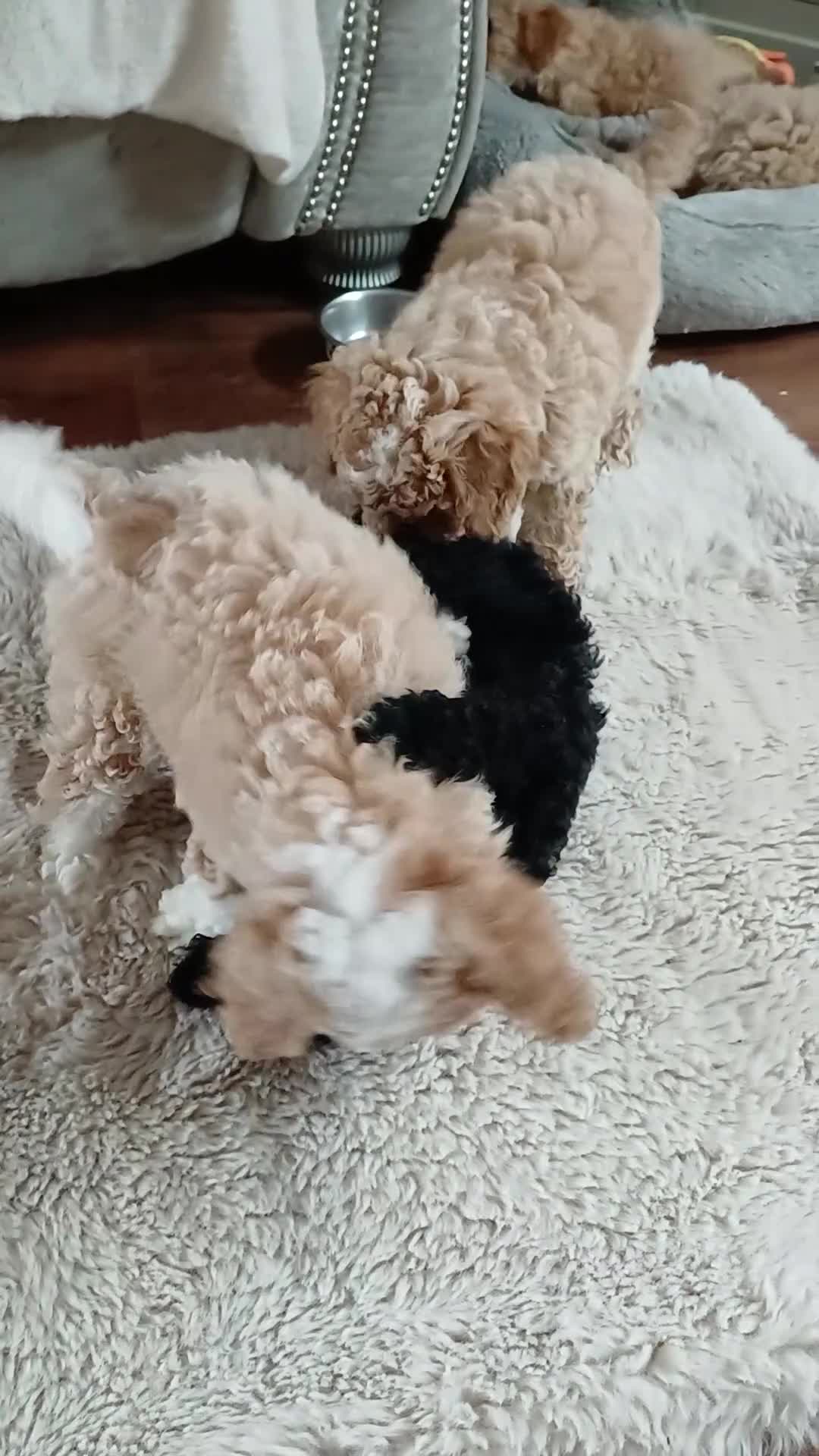 Cavapoochon dogs for sale:  CAVAPOOCHON puppies last girl. - Video 2