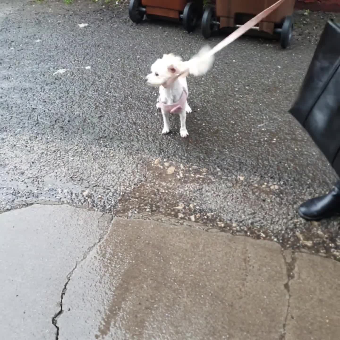 Maltipoo dogs for sale: Korean Maltipoo  - Video 1