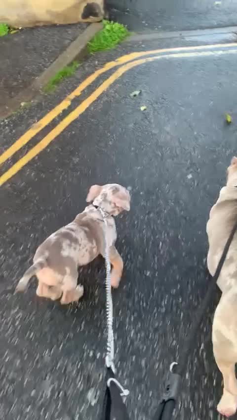 American Bully dogs for stud: ABKC AMERICAN POCKET BULLY - Video 3