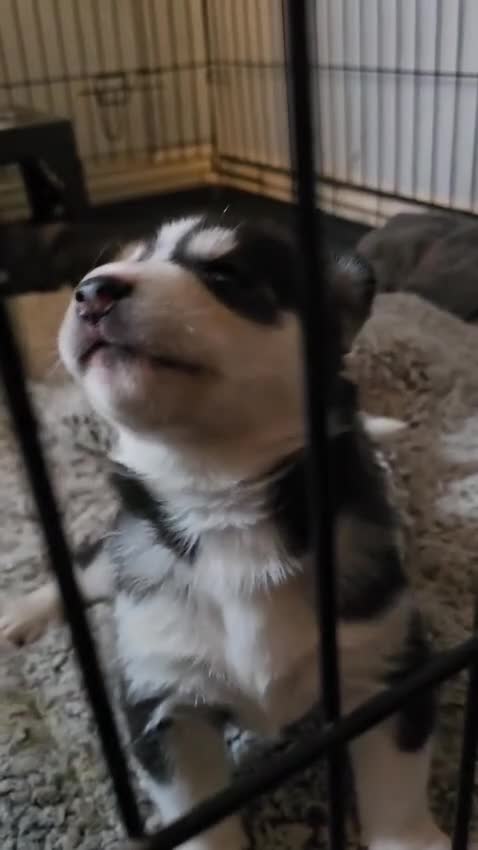 Siberian Husky dogs for sale: 2 husky pups for sale  - Video 1