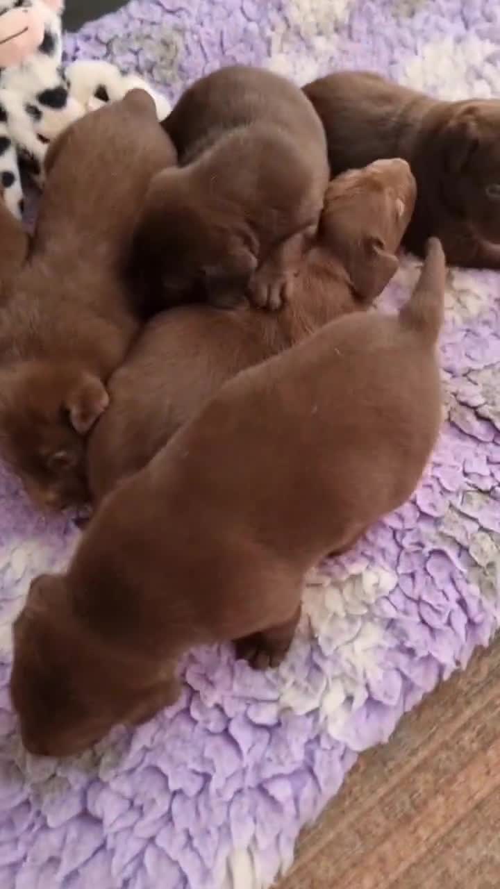 Labrador Retriever dogs for sale: Beautiful Chocolate Labrador Puppies. - Video 1