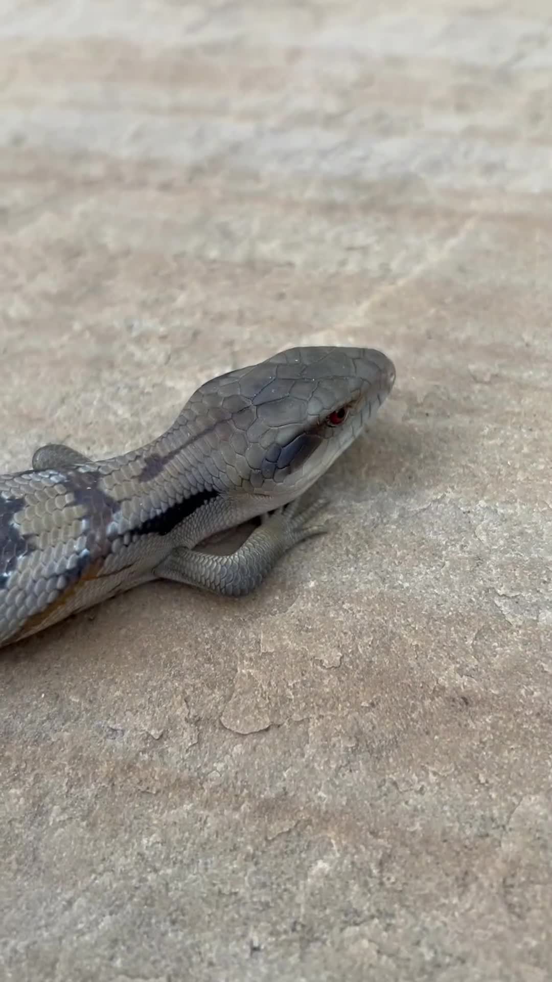Skink reptiles for sale: Australian Eastern Blue Tongue Skink babies - Video 1