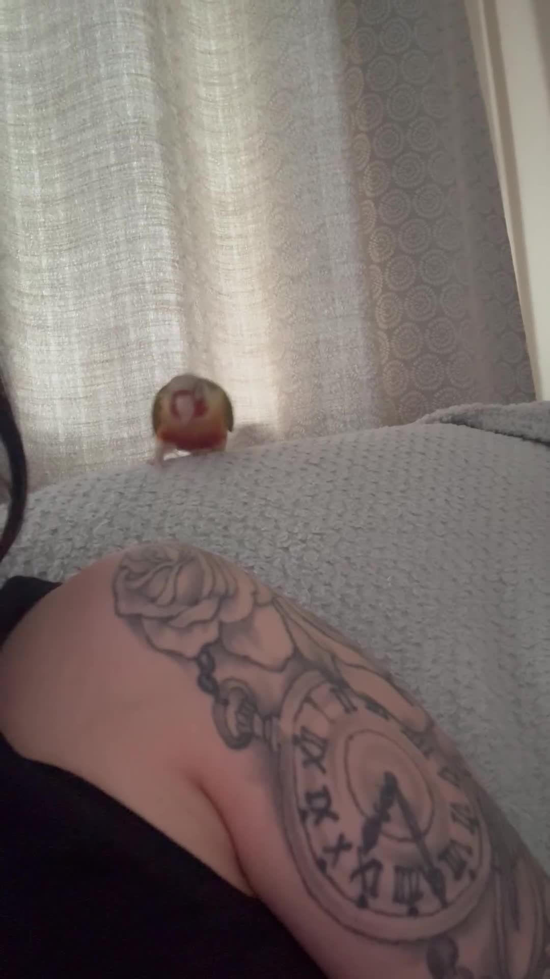 Conures birds for sale: Green cheek pineapple conure  - Video 2