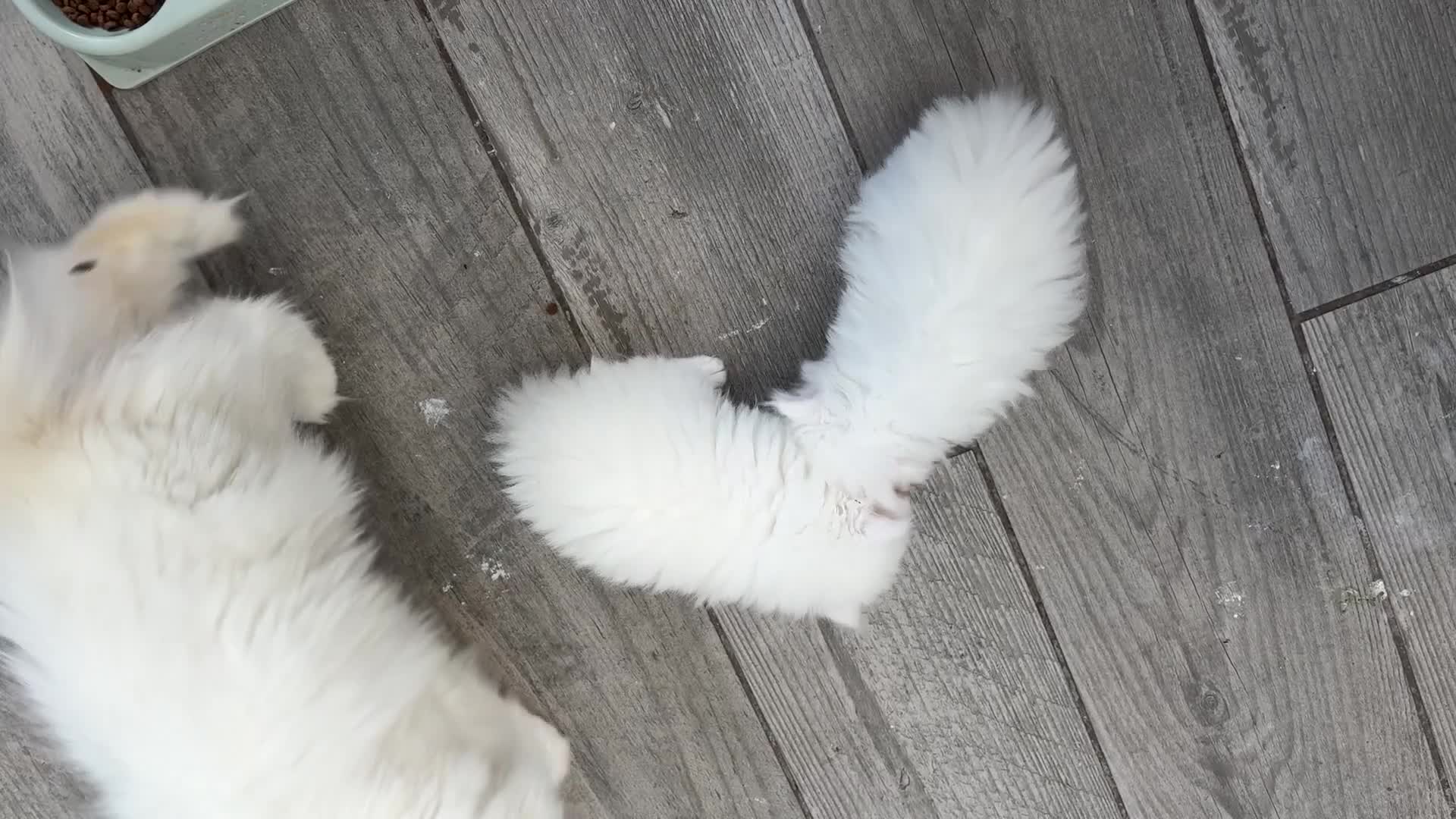 Persian cats for sale: Pure chinchilla doll face Persian kittens - Video 4