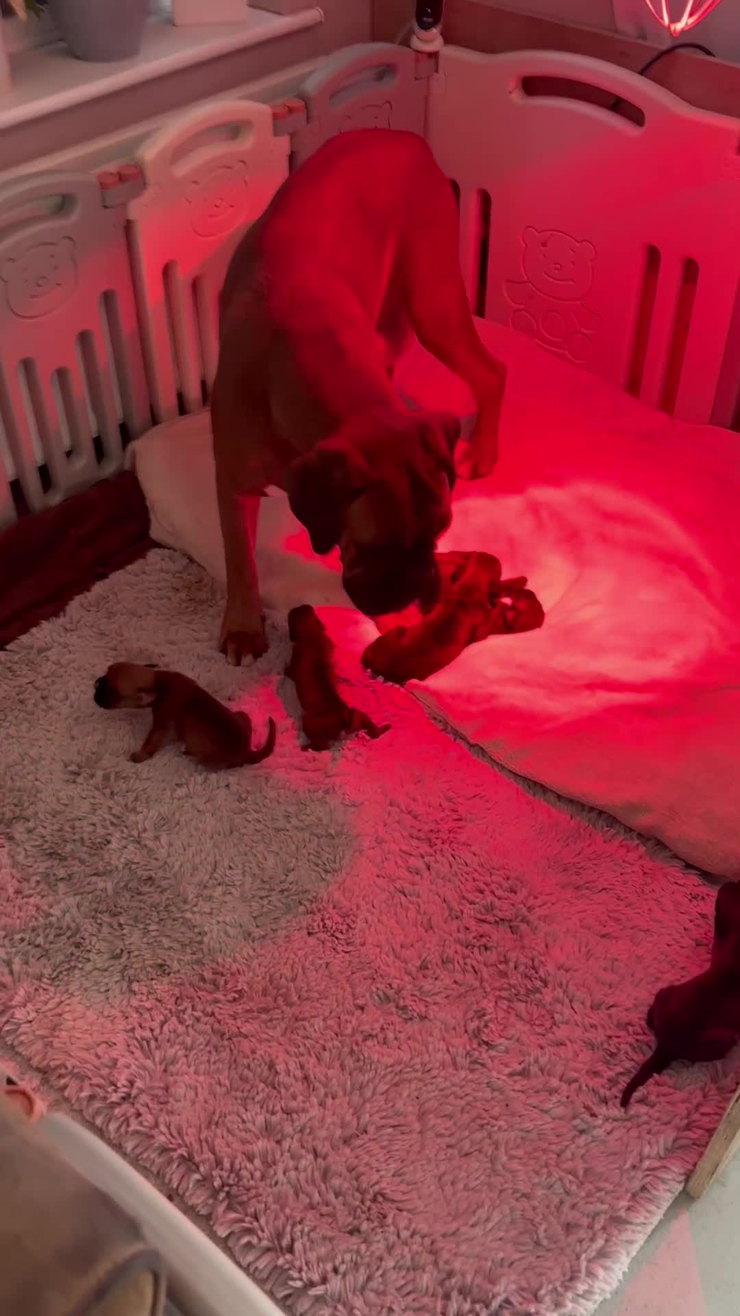 Boxer dogs for sale: KC registered boxer puppies  - Video 1