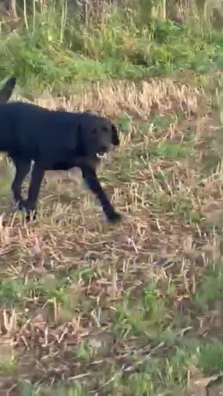 Labrador Retriever dogs for stud: Health Tested Working Labrador Retriever for stud in Burton-on-Trent - Video 1