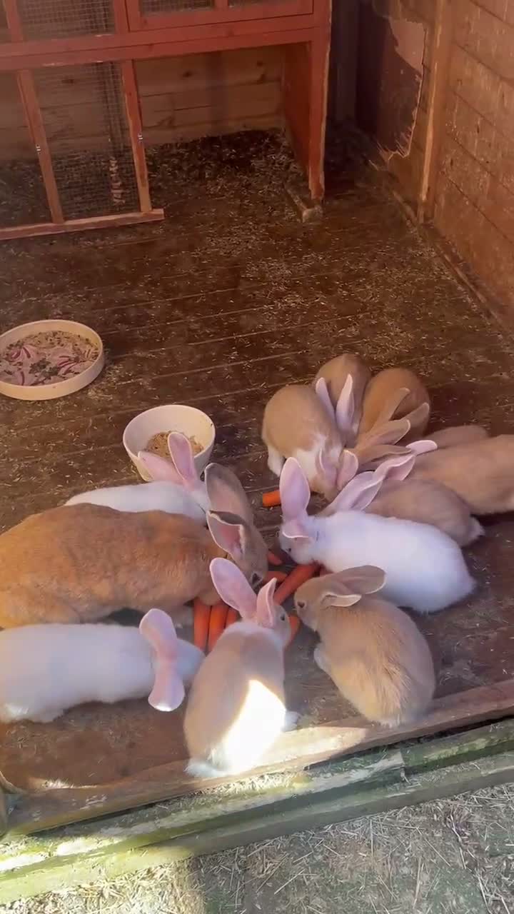 Continental Giant rabbits for sale: 9 Continental bunnies  - Video 1