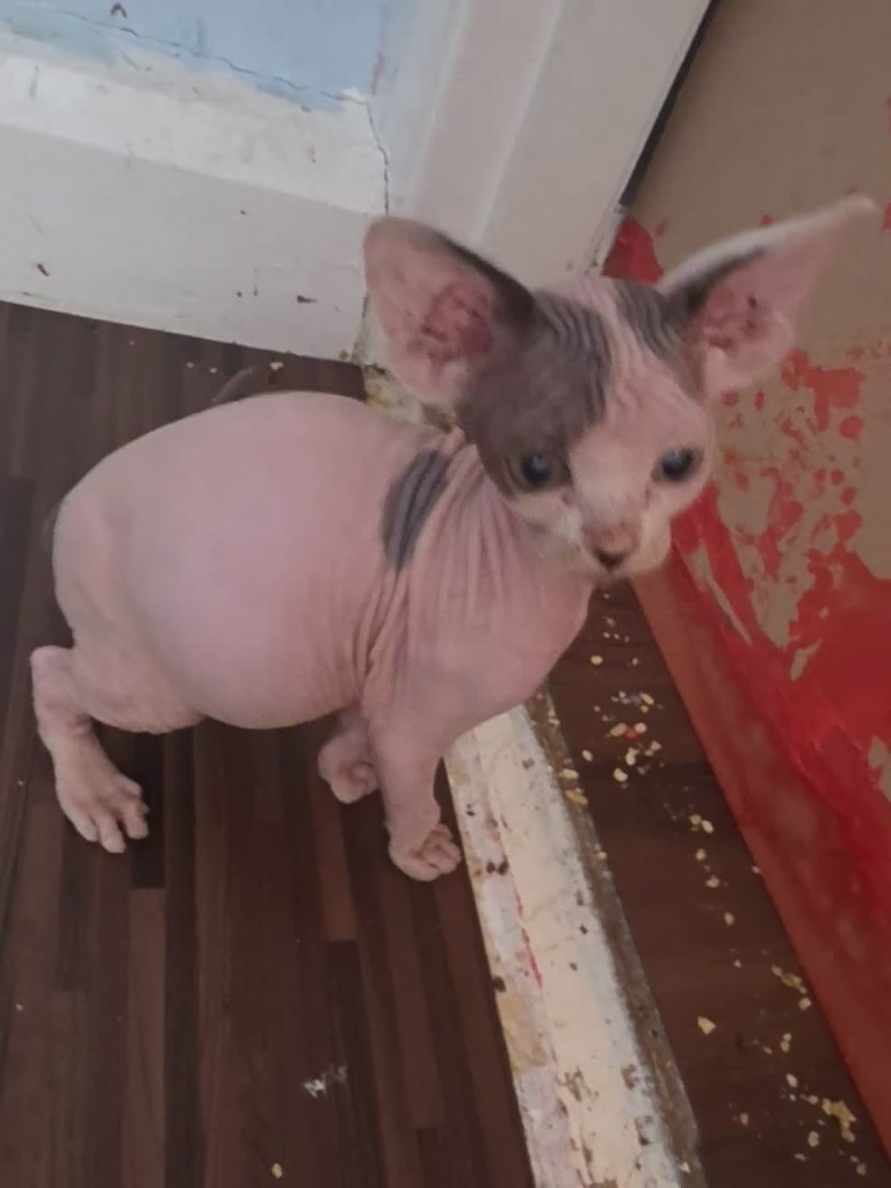 Sphynx cats for sale: 🩵 Beautiful Sphynx Boy – Ready to Leave Now 🩵 - Video 1