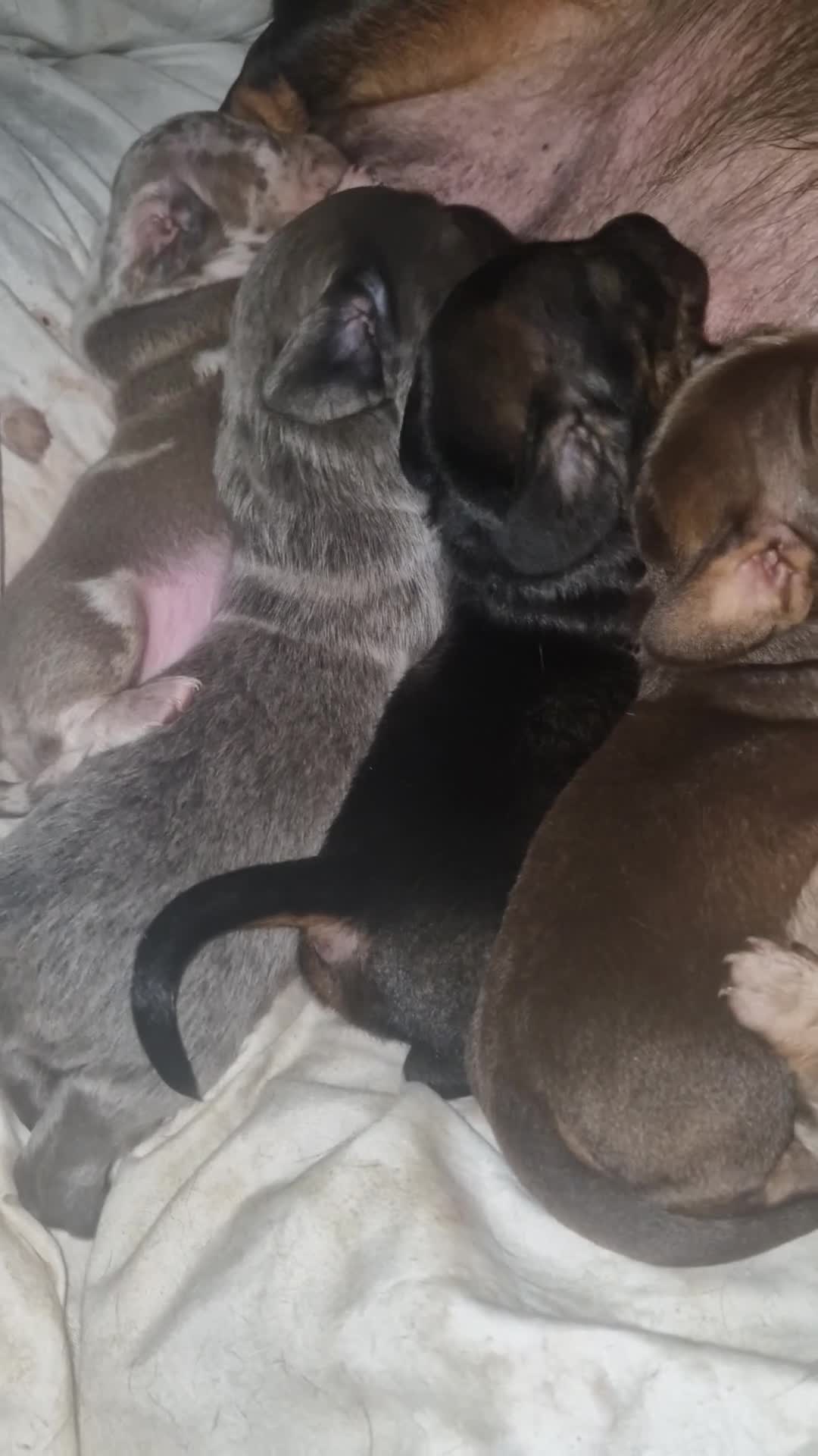 Dachshund dogs for sale: Miniature dauchshound  - Video 1