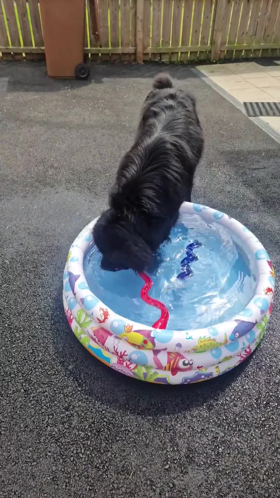 Newfoundland dogs for stud: Yogi  - Video 2