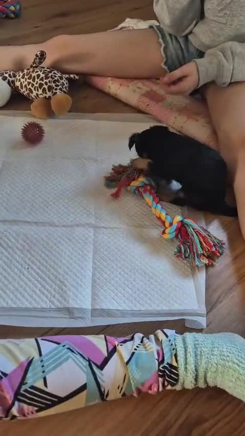 Chorkie dogs for sale: Chihuahua/yourkshire terrier pups - Video 1