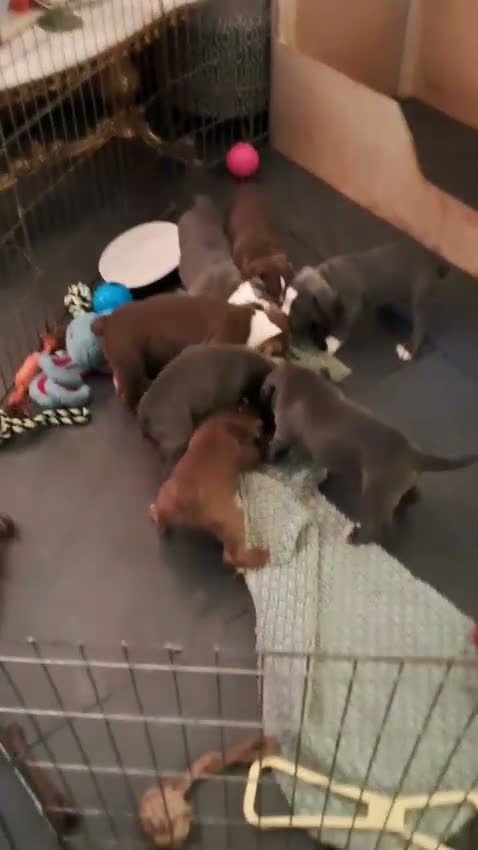Olde English Bulldogge dogs for sale: Beautiful Old English bulldogs for sale!!! - Video 3