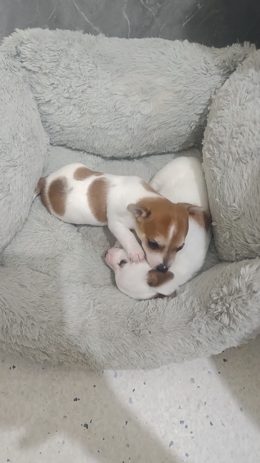 Jack Russell dogs for sale: 2 female mini jack Russell puppies - Video 1