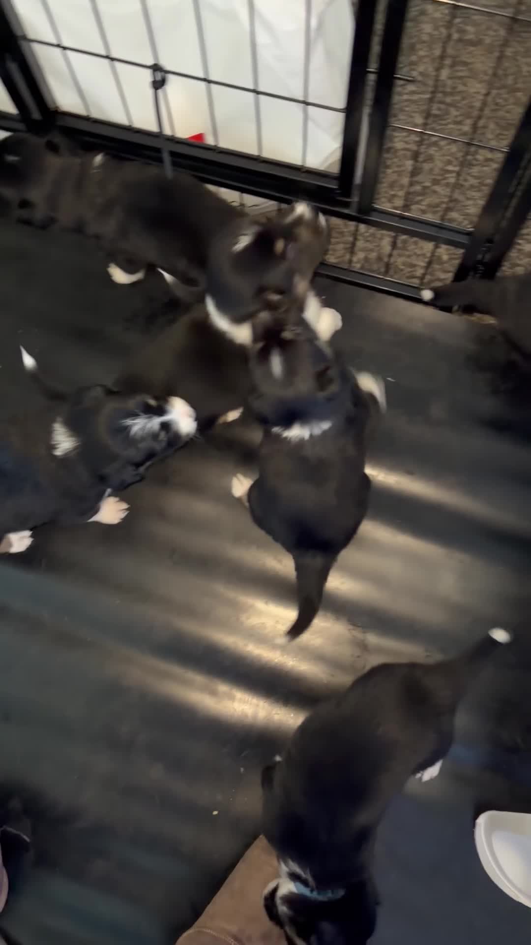 Border Collie dogs for sale: Border collie pups for sale  - Video 1