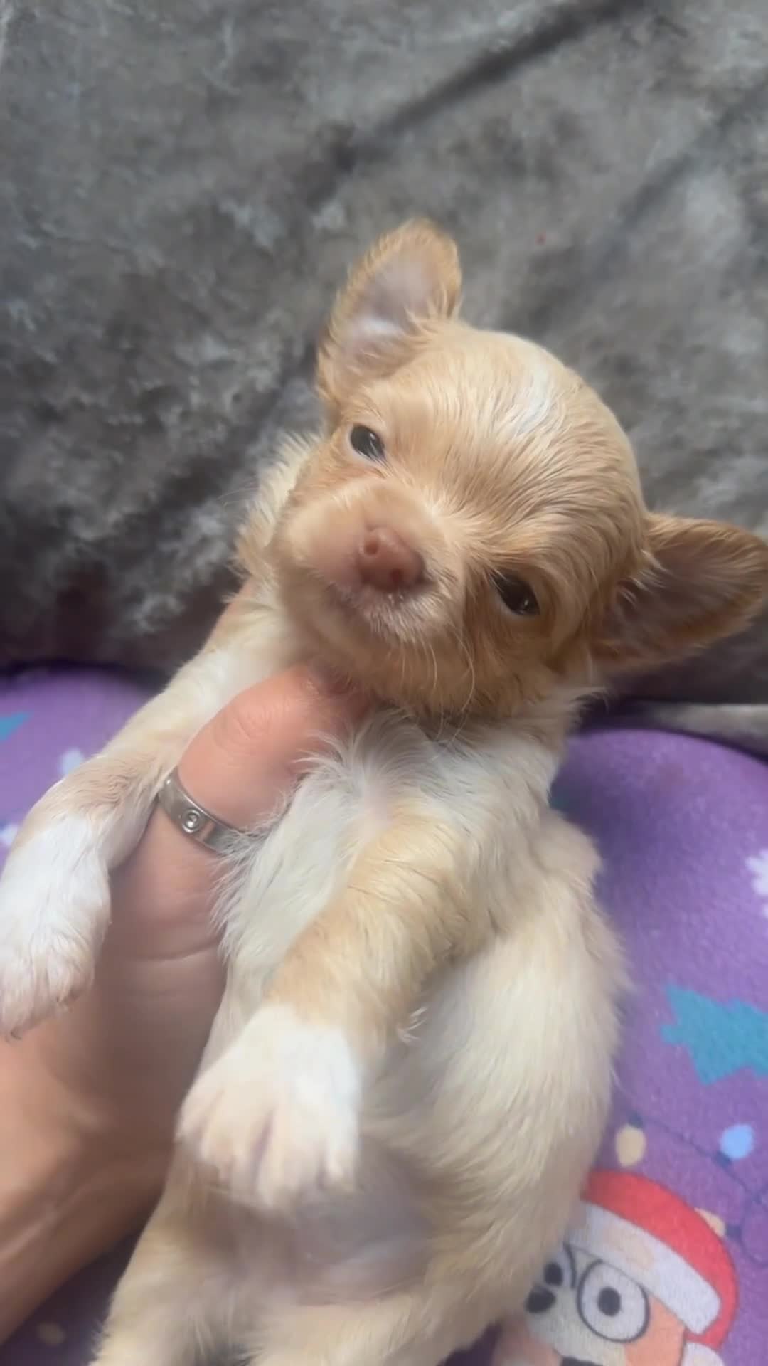 Chihuahua dogs for sale: Beautiful blonde Longcoat male  - Video 1
