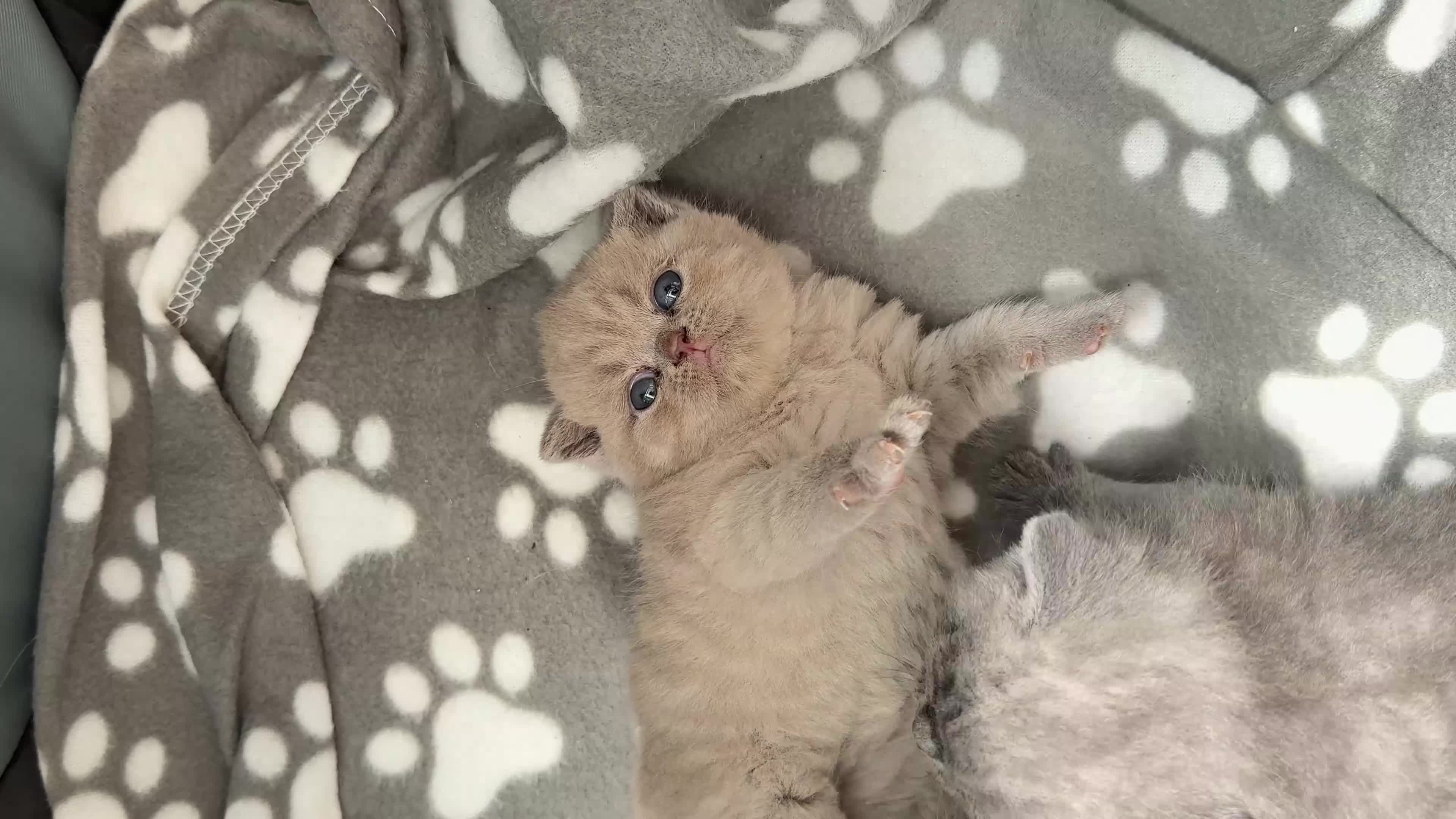British Shorthair cats for sale: Stunning BSH kittens  - Video 2