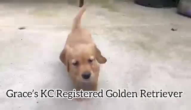 Golden Retriever dogs for sale: KC Reg Dark Red Golden Retriever-100% DNA Tested - Video 2