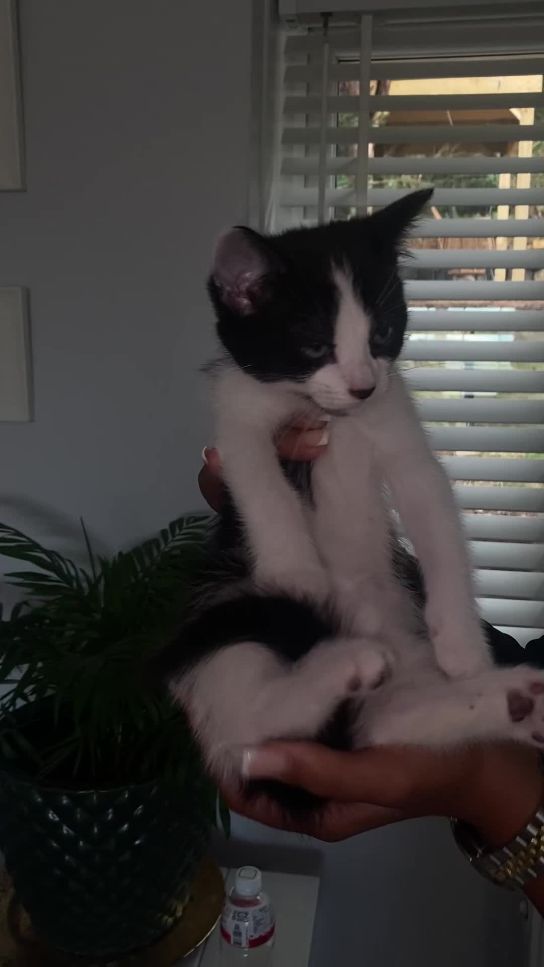 Mixed Breed cats for sale: Black, Black and white Kittens  - Video 1