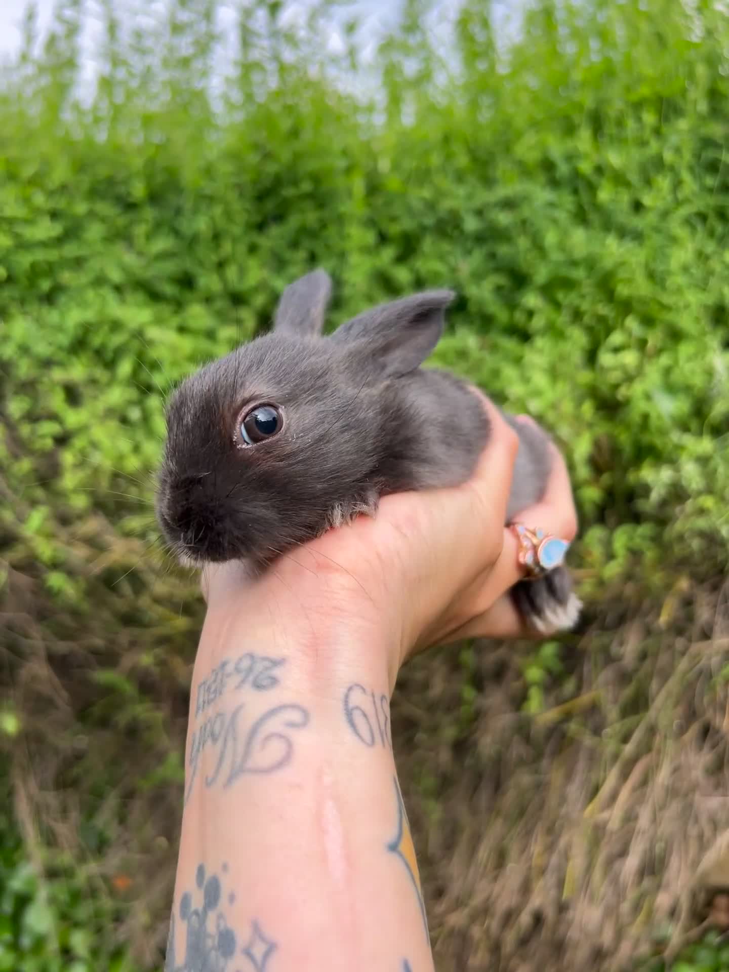 Mixed Breed rabbits for sale: Mixed bunnies  - Video 2