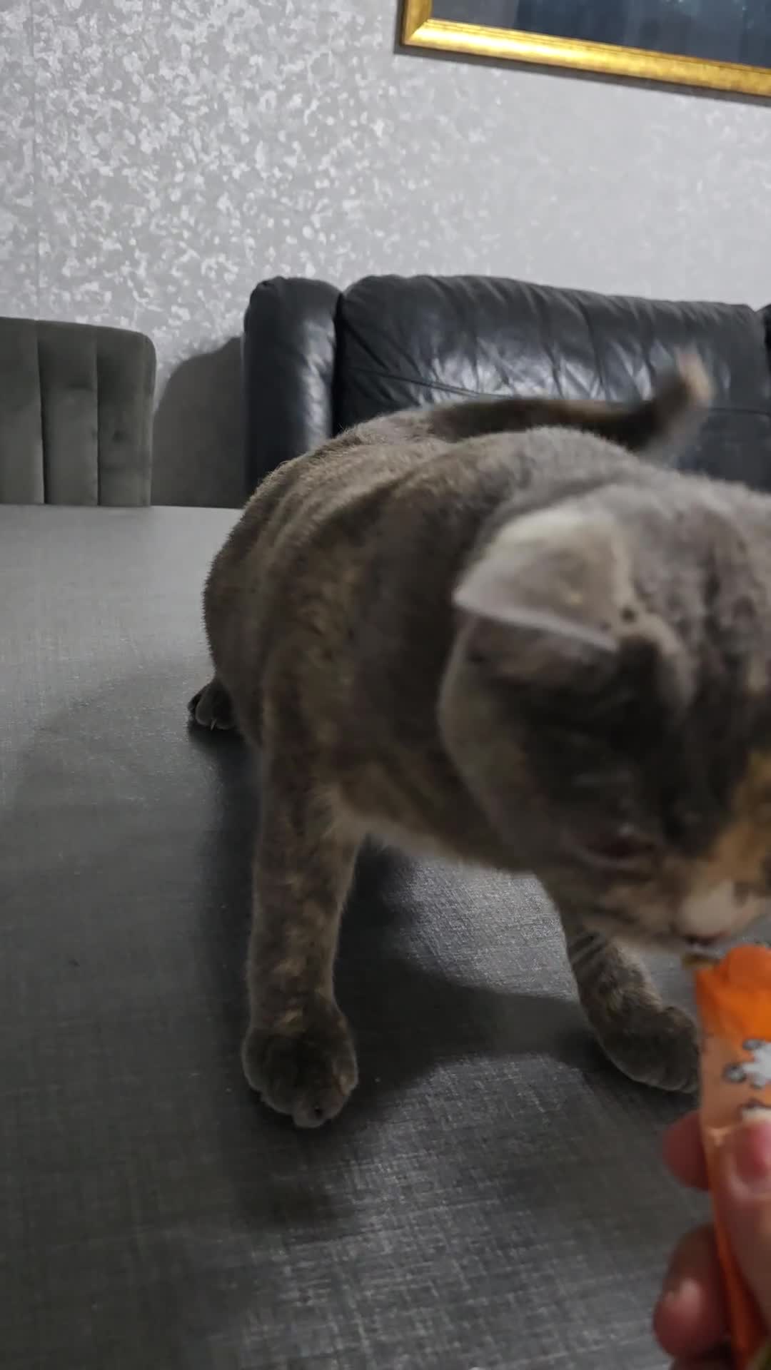 British Shorthair cats for sale: Female  - Video 1