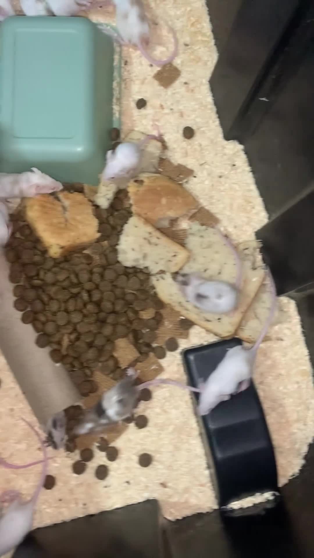 Mouse rodents for sale: Let fancy mice  - Video 1