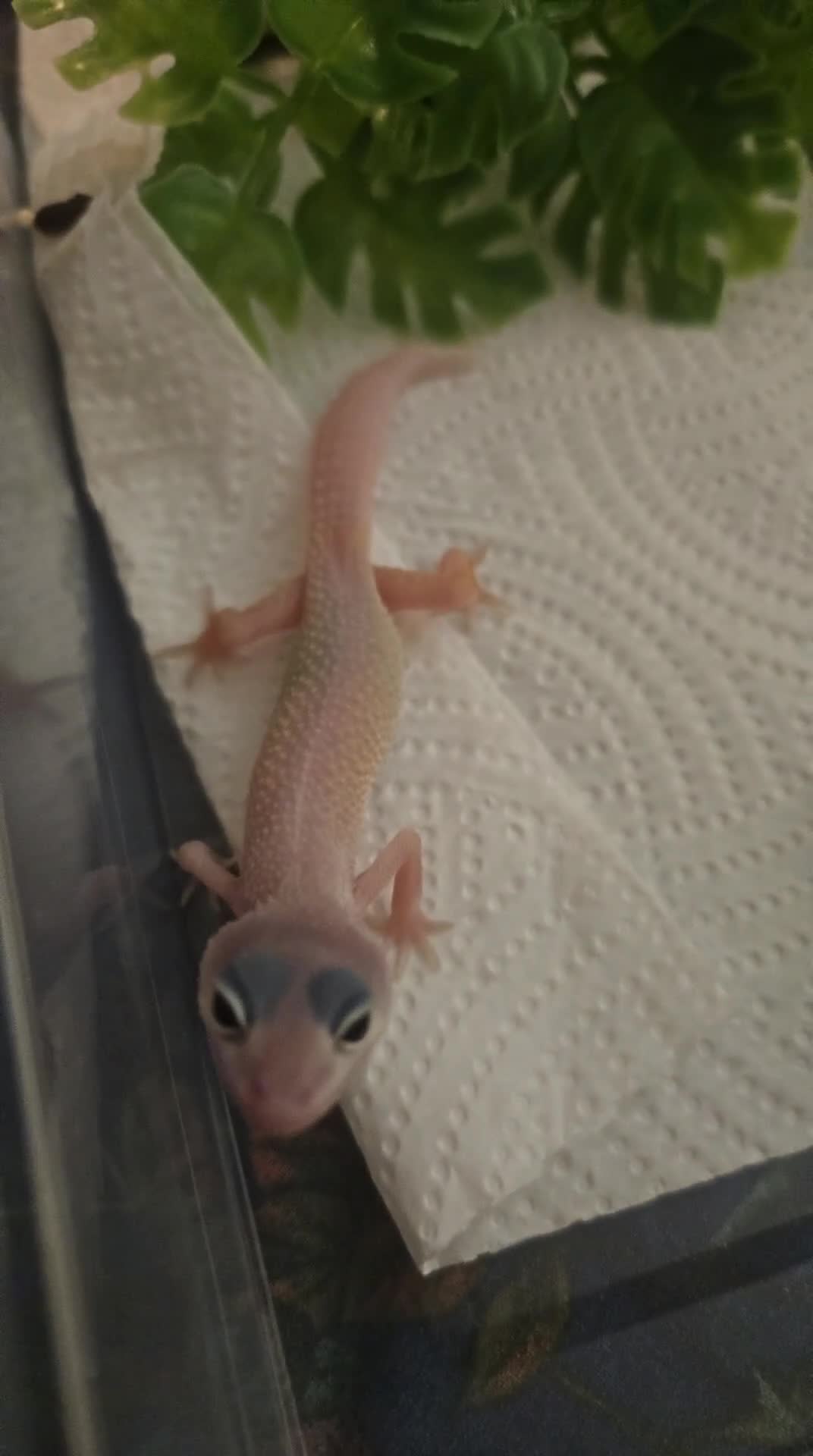 Leopard Gecko reptiles for sale: Leopard geckos available  - Video 5