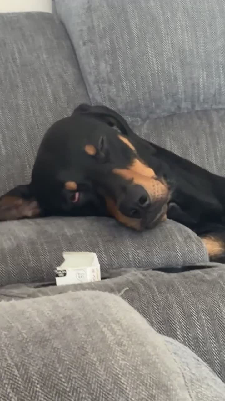 Dobermann dogs for sale: Doberman rehoming in Norwich - Video 2