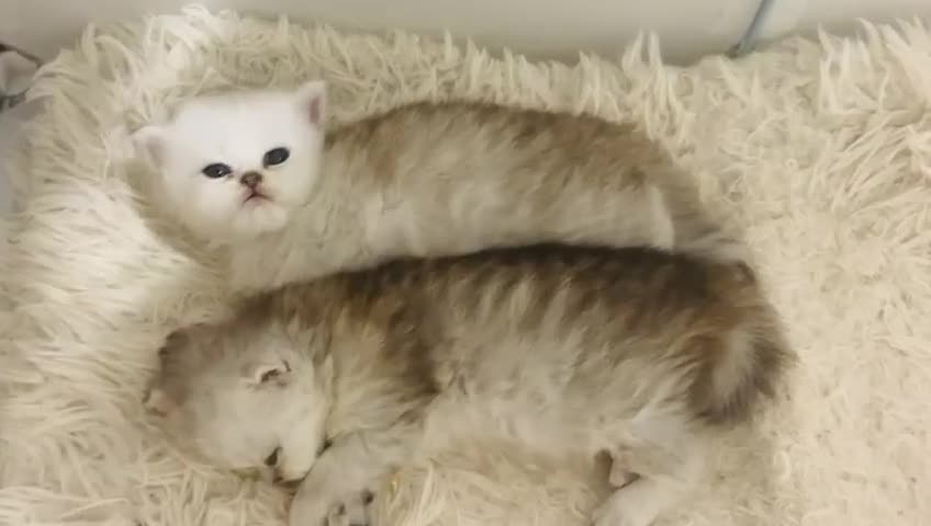 Persian cats for sale: Gorgeous Chinchilla Persian cat in Birmingham - Video 4