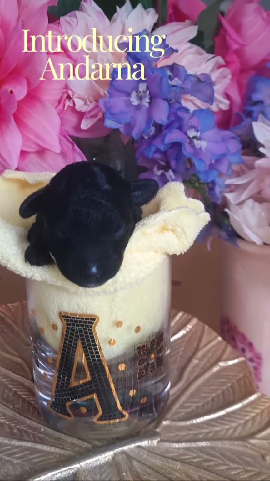 Miniature Poodle dogs for sale: ✨️The Romantasy Litter✨️ in Cranleigh - Video 1