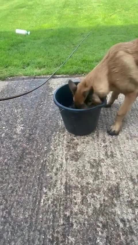 Belgian Shepherd Dog dogs for sale: 8 Month Old Part Trained Mal - Video 2