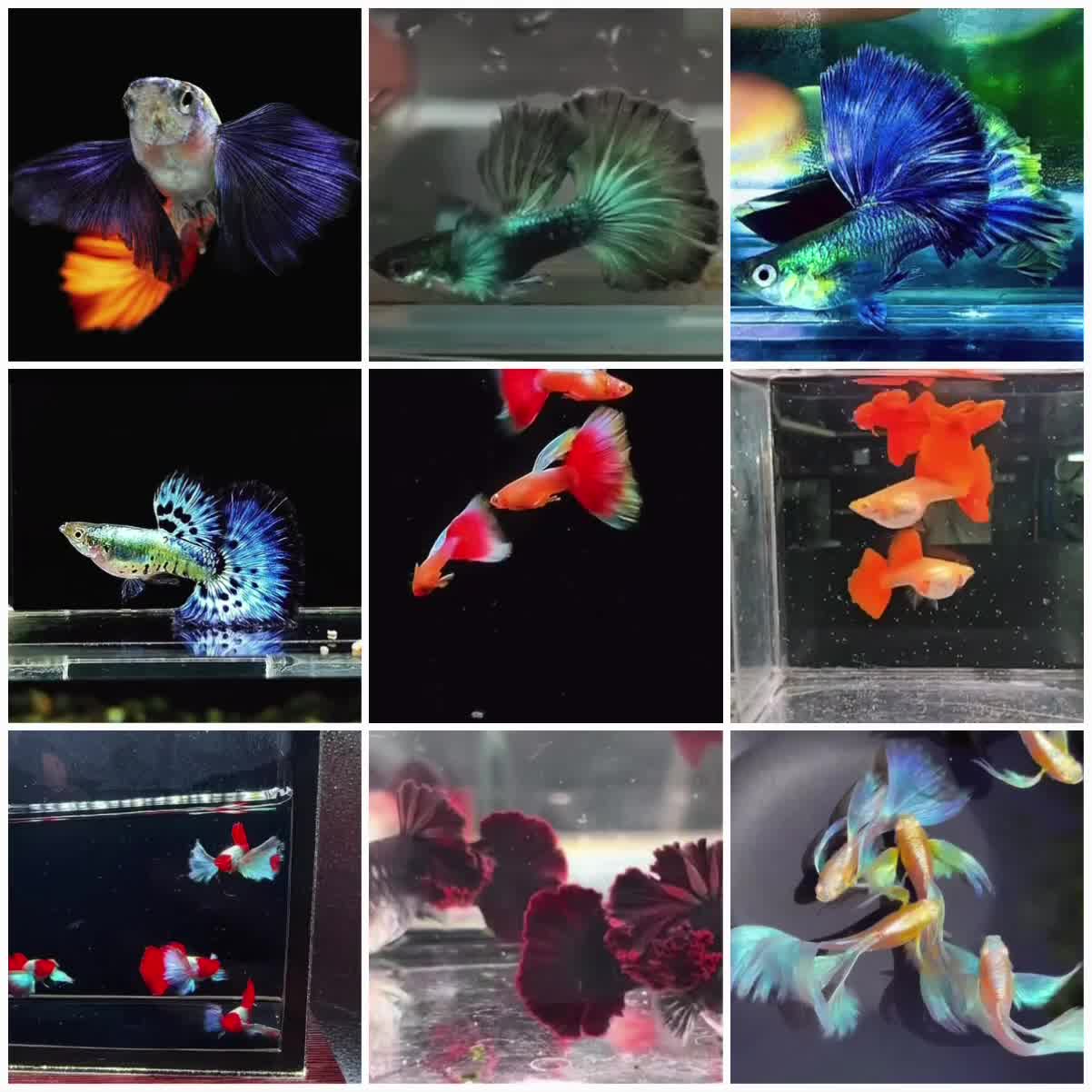 Live Bearers fish for sale: Pure Strain Guppies (A Grade) in Peterborough - Video 1