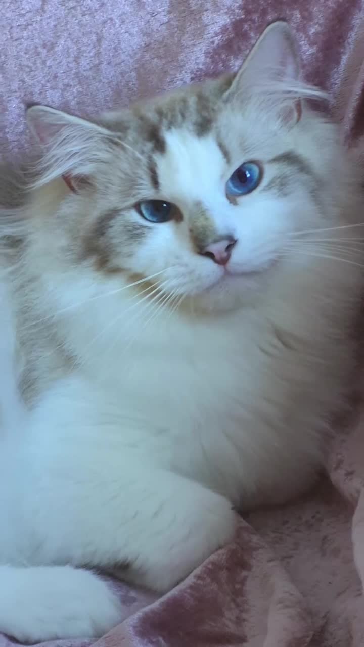 Ragdoll cats for sale: ✨ Exceptional Ragdolls,a distinguished lineage ✨ - Video 3