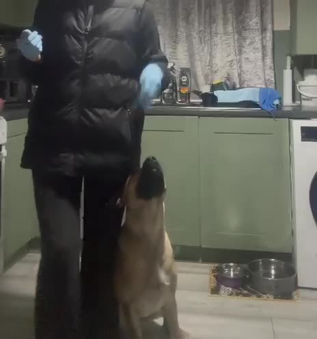 Mixed Breed dogs for adoption: Beautiful Malinois cross Corso in Prenton - Video 1