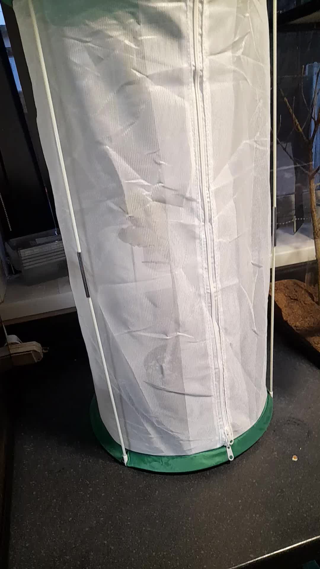 Chameleon reptiles for sale: Baby chameleons - Video 1