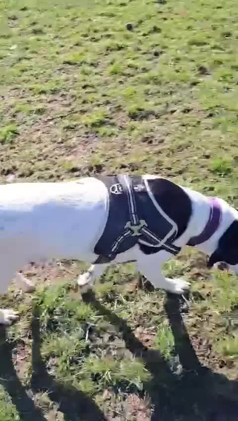 Pointer dogs for adoption: Charlie is looking for his forever home  - Video 3