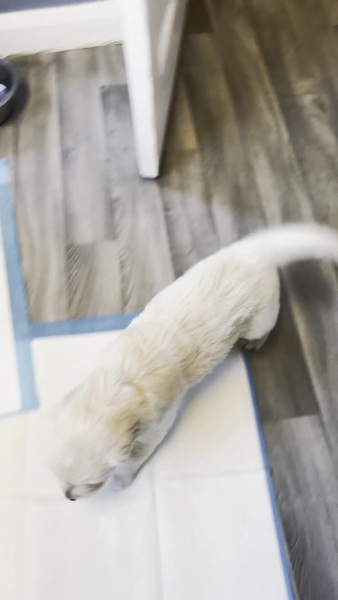 Golden Retriever dogs for sale: BEAUTIFUL KC REG SHOWLINE GOLDEN RETRIEVER PUPPIES - Video 1