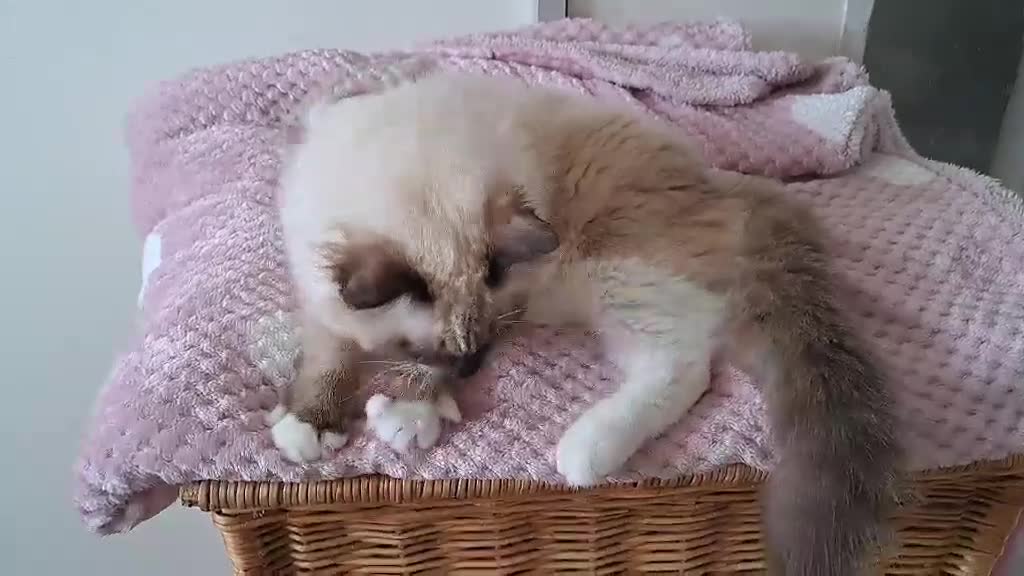 Ragdoll cats for sale: 💠FiFe registered Ragdoll kittens for sale💠 in Bristol - Video 4