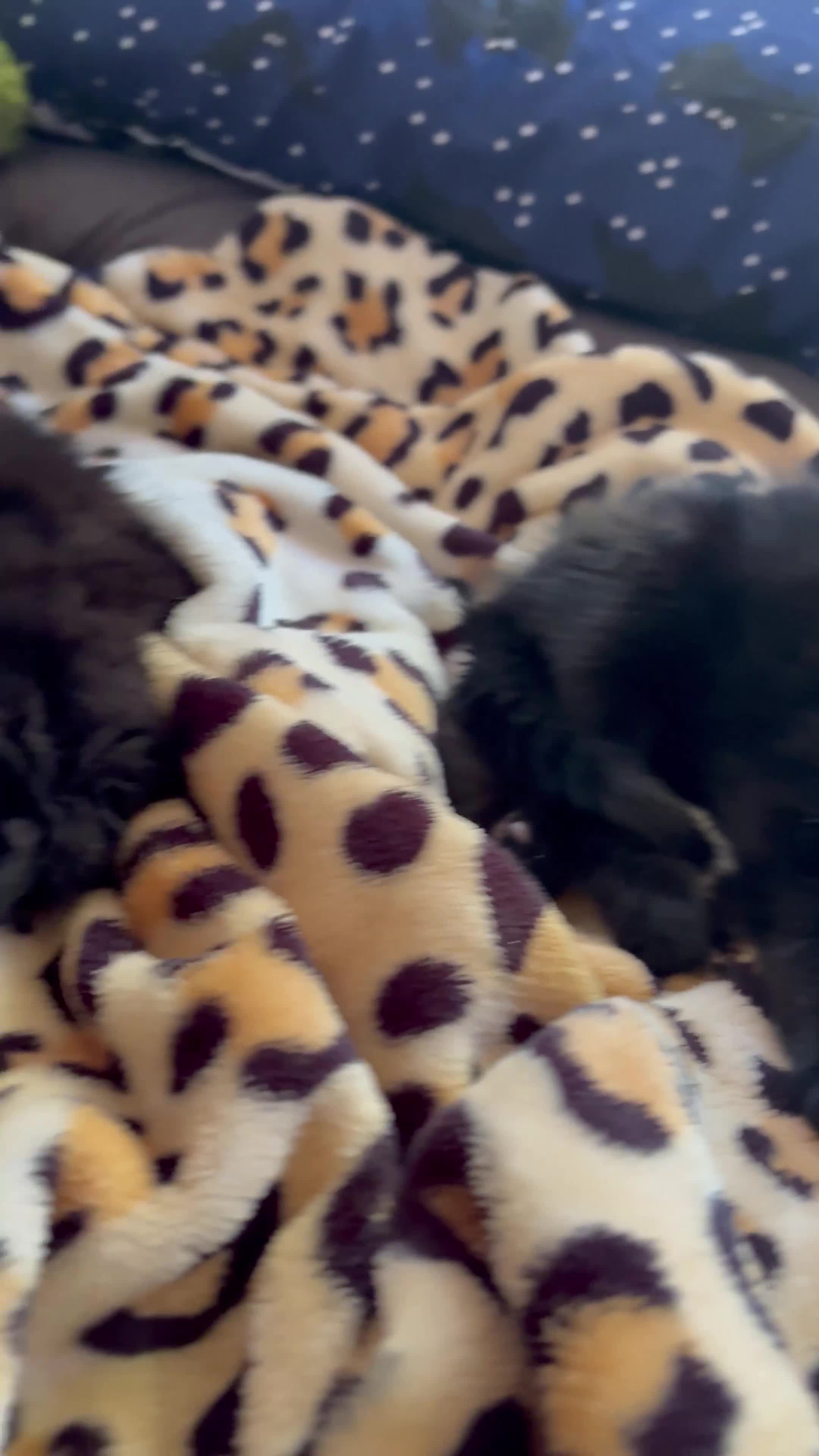 Mixed Breed cats for sale: READY TO LEAVE ASAP!! 5 kittens for sale! - Video 1