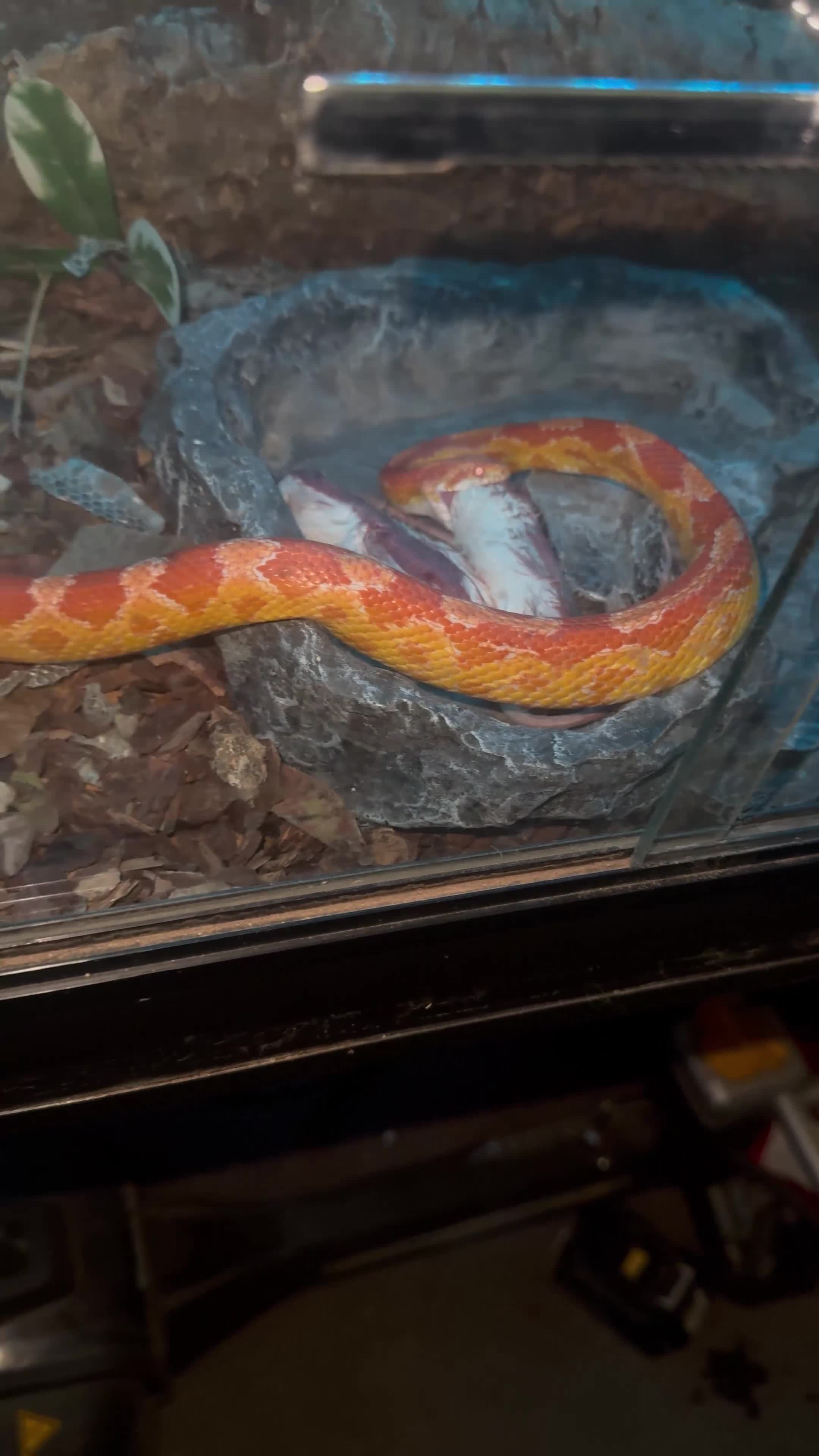 Python Snake reptiles for sale: Corn snake /Royal ball python in Birmingham - Video 1