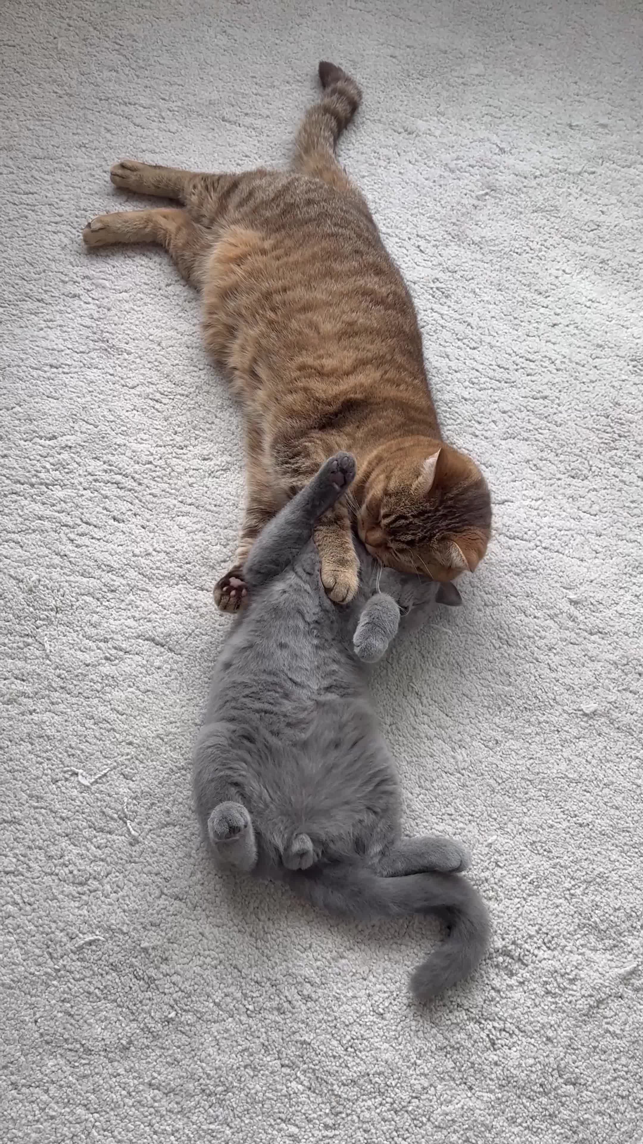 British Shorthair cats for sale: British shorthair  - Video 2